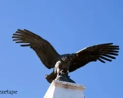 Passer domesticus