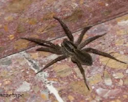 Lycosa erythrognatha 
