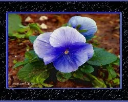 Azules!!