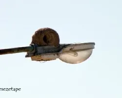 Furnarius rufus