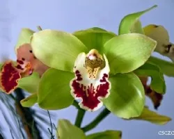 Cymbidium