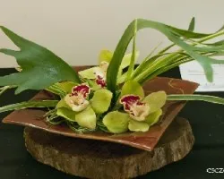Cymbidium