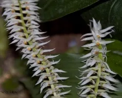 Dendrochilum glumaceum 