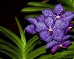 Vanda coerulea