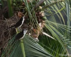 Campylorhynchus griseus
