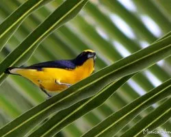 Euphonia laniirostris