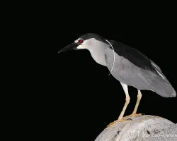 Nycticorax nycticorax