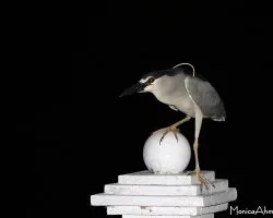 Nycticorax nycticorax