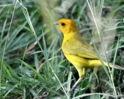 Sicalis flaveola