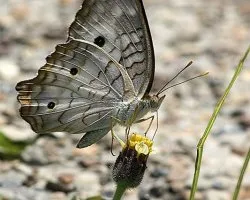 Anartia jatrophae