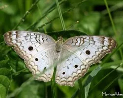 Anartia jatrophae