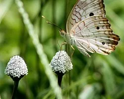 Anartia jatrophae