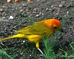 Sicalis flaveola