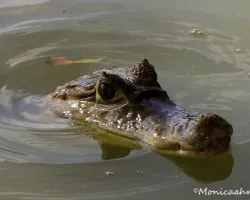 Caiman crocodilus