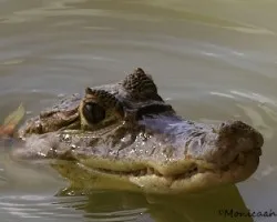 Caiman crocodilus