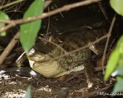 Caiman crocodilus