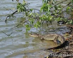Caiman crocodilus