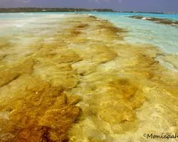 El mar de los 7 colores
