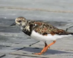 Arenaria interpres