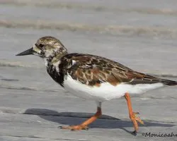 Arenaria interpres