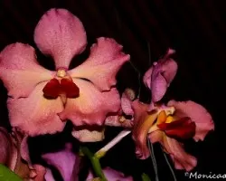 orquidea