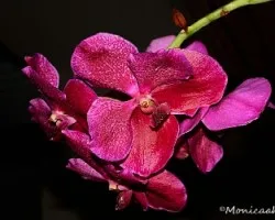 Phalaenopsis sp