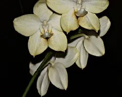 orquideas