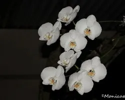 orquideas