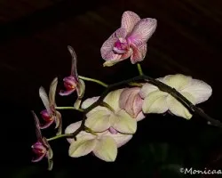 orquidea