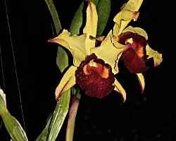 orquidea