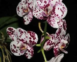 orquidea