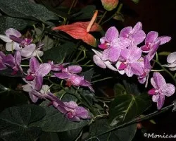 orquidea