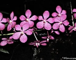 orquidea