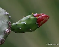 Flor de cactus