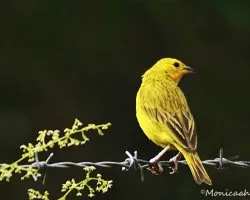 Sicalis flaveola