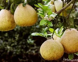 Citrus reticulata x Citrus paradisi
