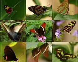 Collage mariposil