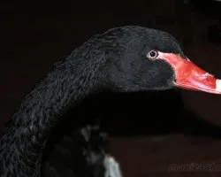 Cygnus atratus, cisne negro