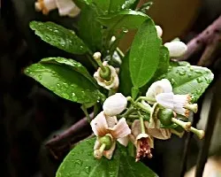 Flor de citrus reticulata x citrus paradisi