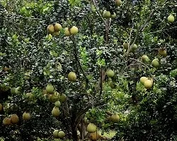 Arbol de citrus reticulata x citrus paradisi