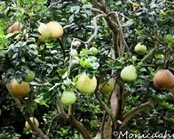 Flor de citrus reticulata x citrus paradisi