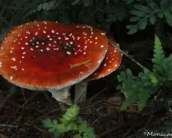 Amanita muscaria