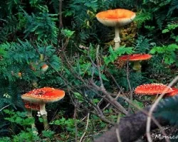 Amanita muscaria