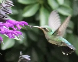Chlorostilbon aureoventris
