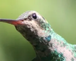 Chlorostilbon aureoventris