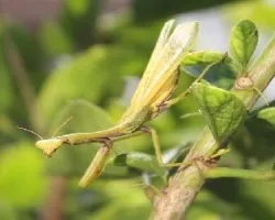 Mantis religiosa