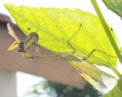 Mantis religiosa