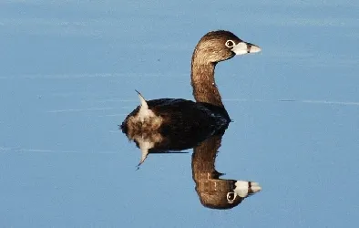 Podilymbus podiceps