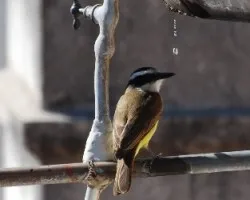 Pitangus sulphuratus