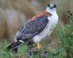 Buteo polyosoma